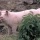 10 i topp antal grisar i världen